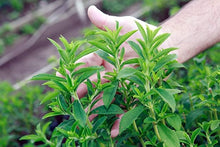 Stevia Rebaudiana Herbal Plants known for natural Sweetener