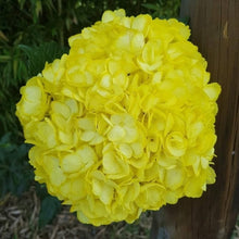 Light Yellow Hydrangea Seeds for growers establishing the Bonsai, Viburnum, Home Garden