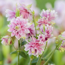 Aquilegia Samen Winky Double Rose White Columbine Flowers Samen Seeds for a colorful addition to any planting