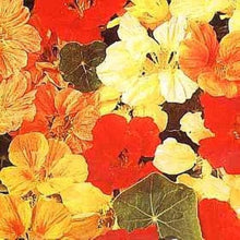 Nasturtium Whirlybird Series mix Seeds for a bright addition to the colorful trailing garden flowers