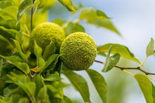 Osage Orange Maclura pomifera for planting in landscape