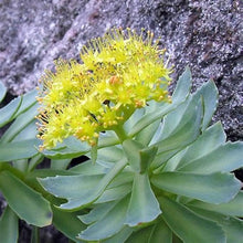 Rhodiola Rosea Plants for seasonal color across the Stress-Reducing Herb Garden