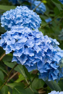 Blue hydrangea ��������� Hydrangea macrophylla ��������� for planting in home garden flower bed