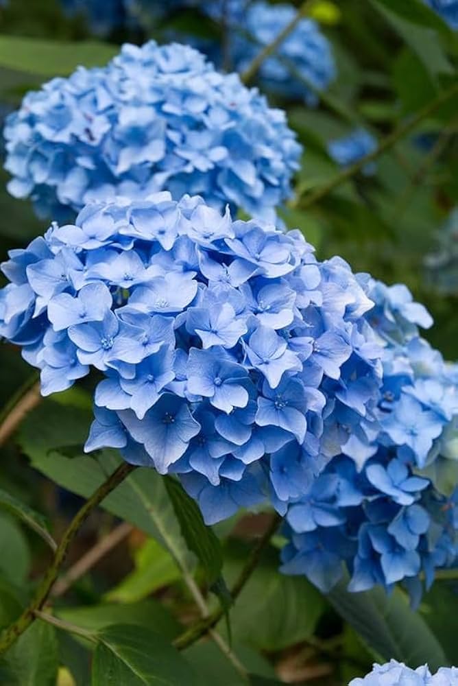 Blue hydrangea ��������� Hydrangea macrophylla ��������� for planting in home garden flower bed