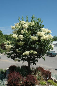 Japanese White Lilac Seeds, Very Fragrant  Ornamental Garden Plant for Home Gardening