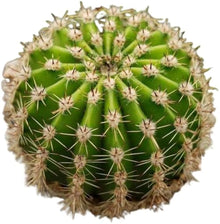 Escobaria Tuberculosa Globular Cacti Miniature Rare Seeds for low-maintenance growers