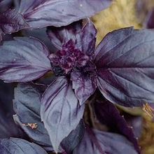 Basil red Plants for cooks growing their own fresh herbs