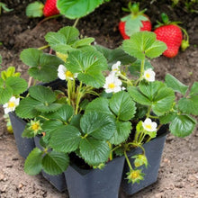 Arbutus Plant for Garden & Landscaping Plants for colorful blooms in the Garden & Landscaping
