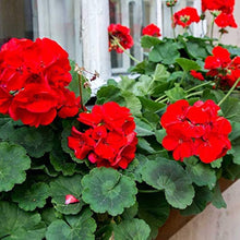 Pelargonium Seeds for colorful blooms in the Containers