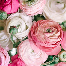 Persian Buttercup Seeds (Ranunculus asiaticus) for a lasting display in the home garden or flower beds