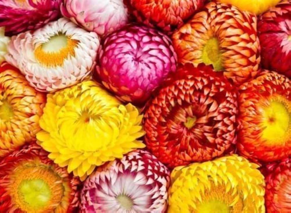 Yellow Strawflower Helichrysum Bracteatum Everlasting Flower - for planting in home garden