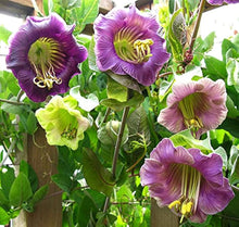 Cup & Saucer Flower Mix Colors - for planting in home garden