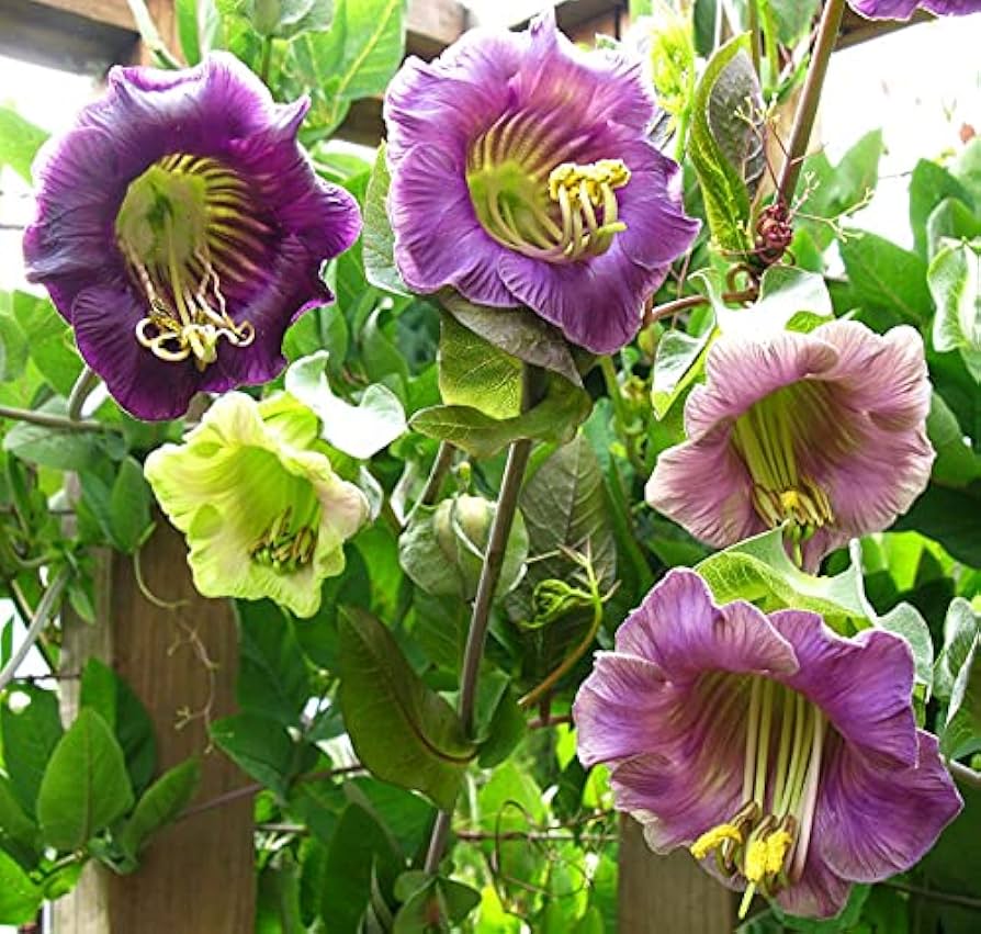 Cup & Saucer Flower Mix Colors - for planting in home garden