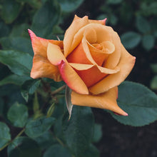 Rose Rosa Hybrida Golden Seeds for colorful blooms in the Home Decorative Borders