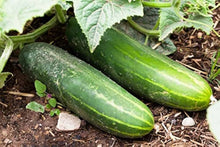 Long Greek Cucumber Seeds (Cucumis sativus) for a fresh homegrown crop from the Garden