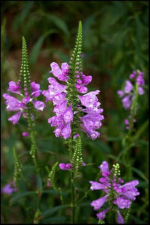 Gelenkblume Wildflower Epigaea repens Seeds for planting in flower bed
