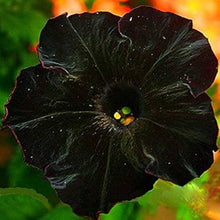 Star Petunia Flower ��������� Petunia spp. ��������� for planting in black garden