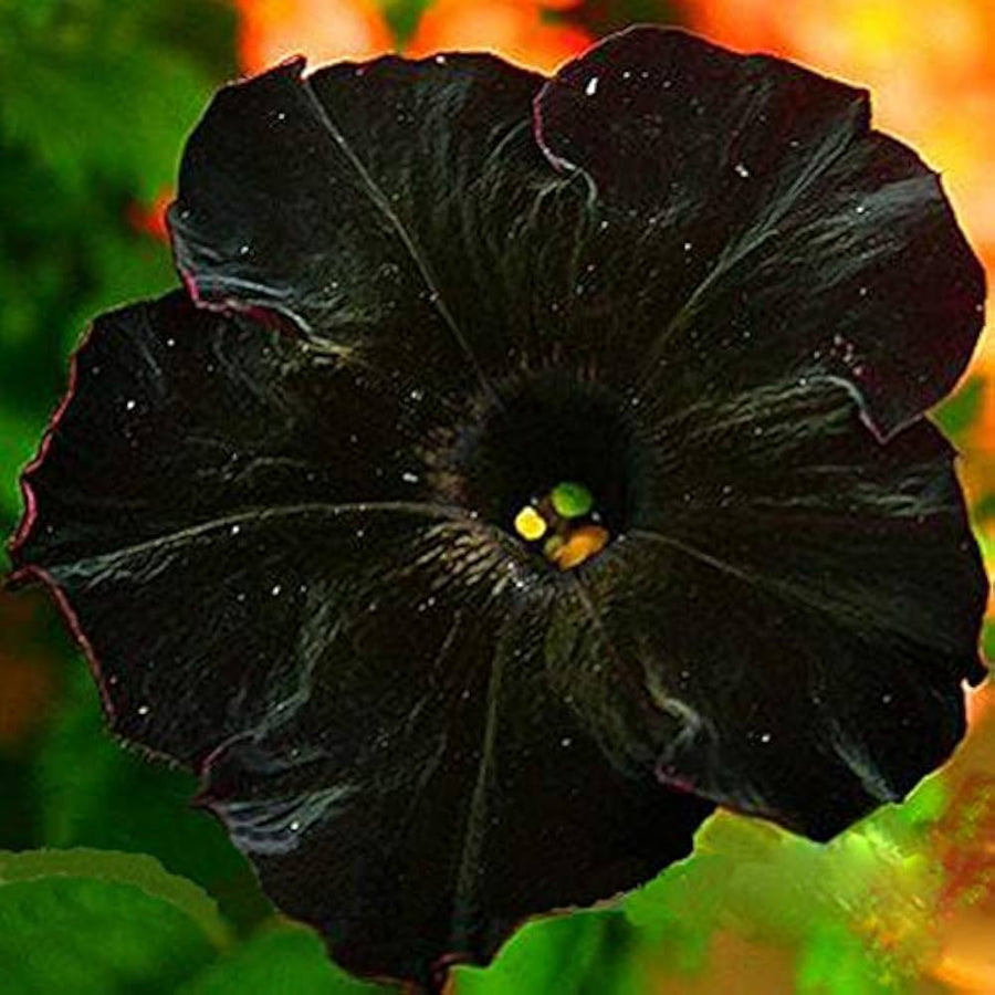 Star Petunia Flower ��������� Petunia spp. ��������� for planting in black garden