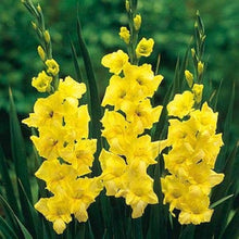 Gladiolus Seeds for seasonal color across the Red Garden
