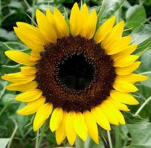 Sunflower Seeds prized for yellow Gardening