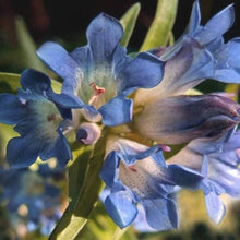 Largeleaf Gentian Gentiana Macrophylla Flower Seeds for Planting in Home Garden and Shaded Borders - for planting in home garden
