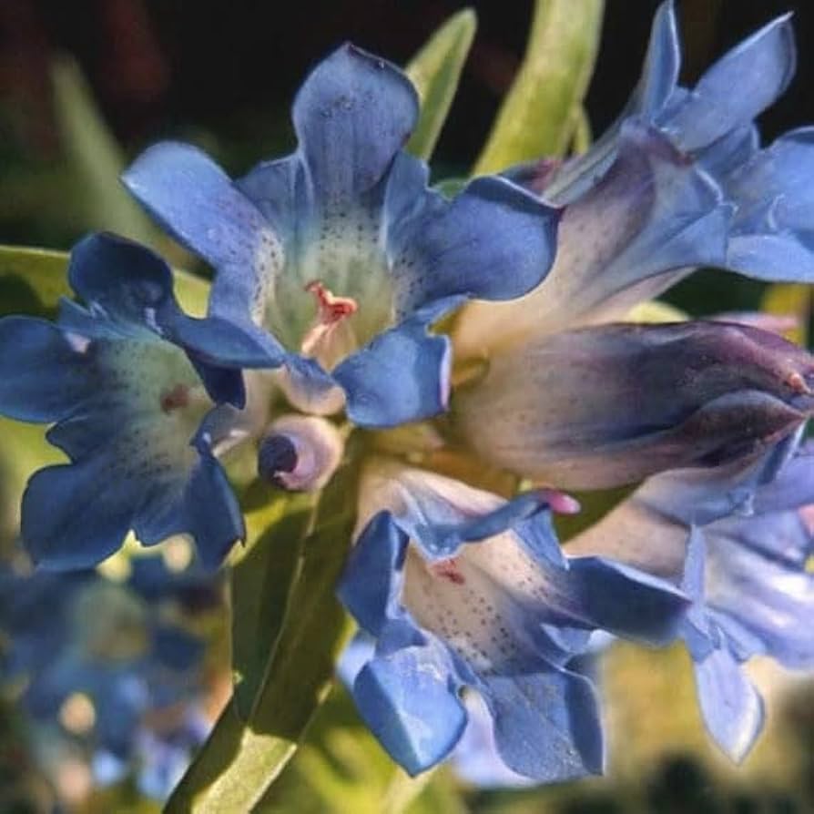 Largeleaf Gentian Gentiana Macrophylla Flower Seeds for Planting in Home Garden and Shaded Borders - for planting in home garden