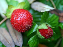 Graines Seeds (Duchesnea indica) for a sweet addition to the home orchard