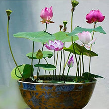 Army Green : Rare Seeds for long-term planting in the Mini Garden