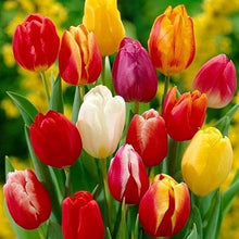 Tulip Mix Seeds prized for vibrant Spring Flower Displays