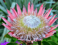 Protea Roupelliae Silver Sugarbush Plants for growers seeking a long-blooming display