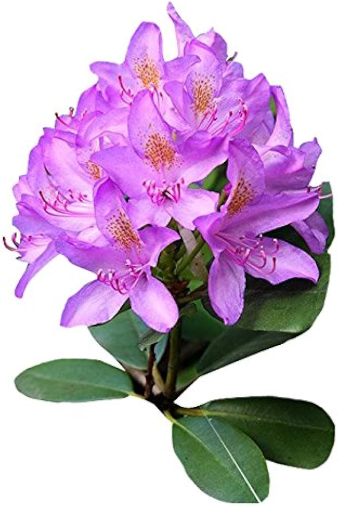 Rhododendron azalea Rhododendron simsii flower seeds for planting in home garden or shaded backyard spaces