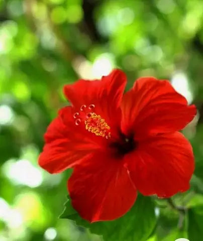 Giant Yellow Hibiscus Flower - for planting in home garden