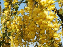 Golden Chain Tree Yellow Seeds (Laburnum anagyroides) valued for fast Growth