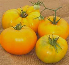 Tomato Seeds (Solanum lycopersicum) for productive rows in the Taxi Variety in Kitchen Garden