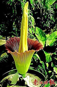 Corpse Seeds (Amorphophallus titanum) for growers filling out the Tropical Botanical Garden