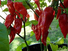 Yellow Gourmet Jigsaw Pepper Seeds (Capsicum annuum) for productive rows in the home garden planting and unique chili varieties