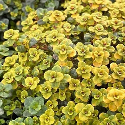 Thyme Plants for a fragrant addition to the herb patch