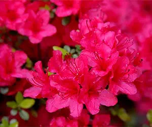 Azalea Rhododendron Pure Pink Flower Seeds for Planting – Bright Blooms for Garden Borders and Patio Pots