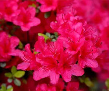 Azalea Rhododendron Pure Pink Flower Seeds for Planting – Bright Blooms for Garden Borders and Patio Pots