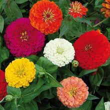 Dahlia Dahlia Pinnata Seeds for colorful blooms in the Backyard Colorful Flower Beds