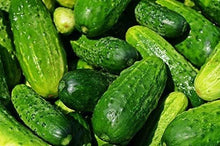Straight Eight Cucumber Seeds valued by growers for crisp, Sweet Cucumbers