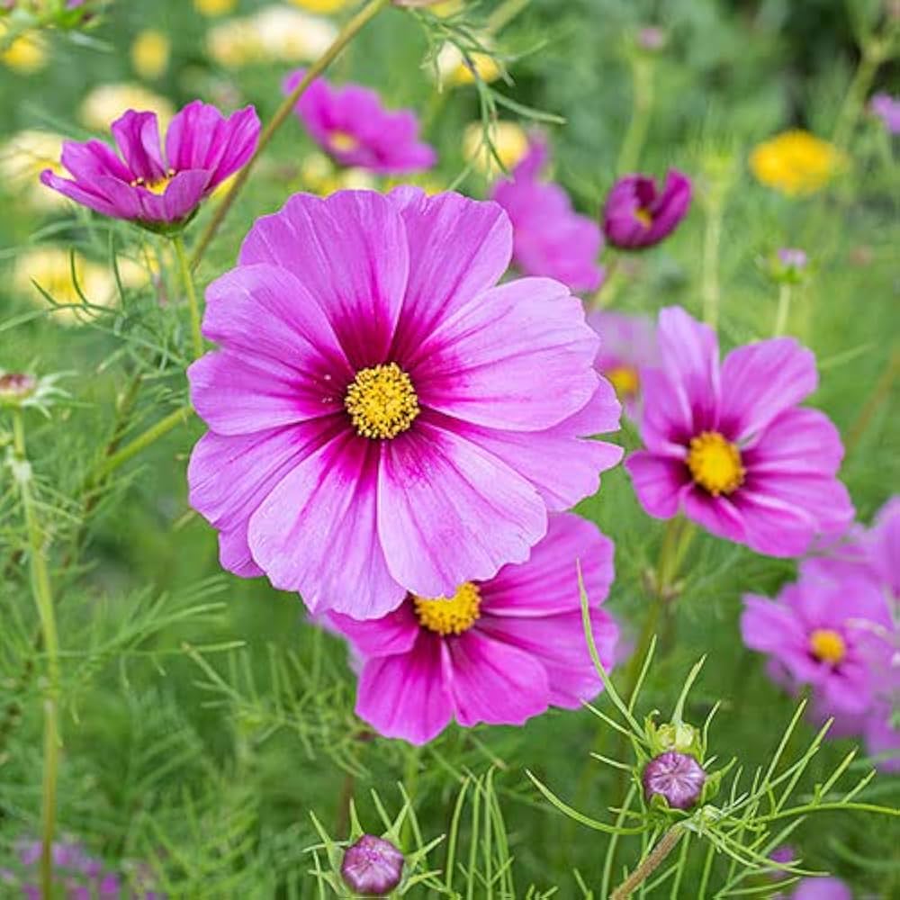 Cosmos Flower ��������� Cosmos spp. ��������� for planting in light blue garden