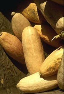 Jumbo Pink Banana Squash Seeds for a productive addition to the vegetable patch