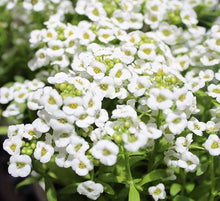 Lobularia Maritima Sweet alyssum flower seeds for home garden and container edges - for planting in home garden
