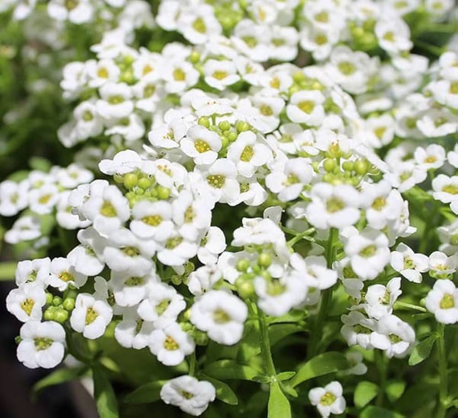 Lobularia Maritima Sweet alyssum flower seeds for home garden and container edges - for planting in home garden