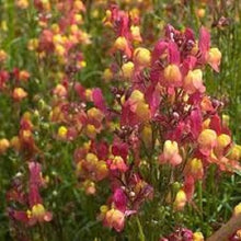 Lindaria Licilia Flower Mix Seeds for a colorful addition to any planting