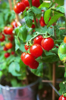 Kyotango Organic Tomato Seeds for a reliable harvest in the Home Garden & Vegetables
