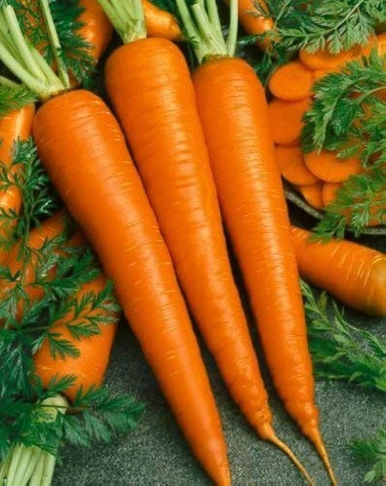 Denver (Carrot Seeds – Crisp, Sweet Heirloom Root Vegetables) for planting in garden