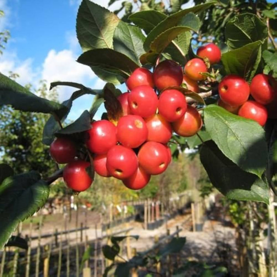 Crab Apple Malus Sylvestris Seeds for planting in orchard