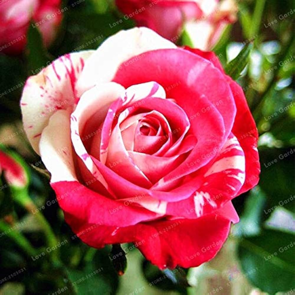 Rose Varieties Rosa spp. mixed flower seeds for planting in home garden and borders - for planting in home garden